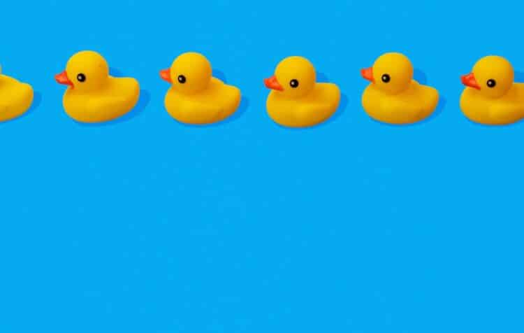 ducks lined up